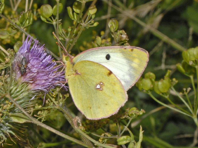 Colias hyale o Colias alfacariensis? C. alfacariensis, Pieridae